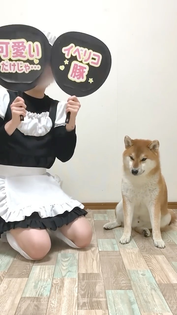 まこにゃ プロフ見て下さい(ペコリ Koma-chan, the Shiba Inu who failed at the family gacha