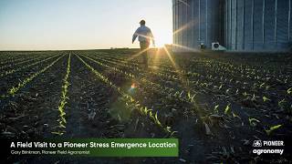 Reviewing Stress Emergence in Corn