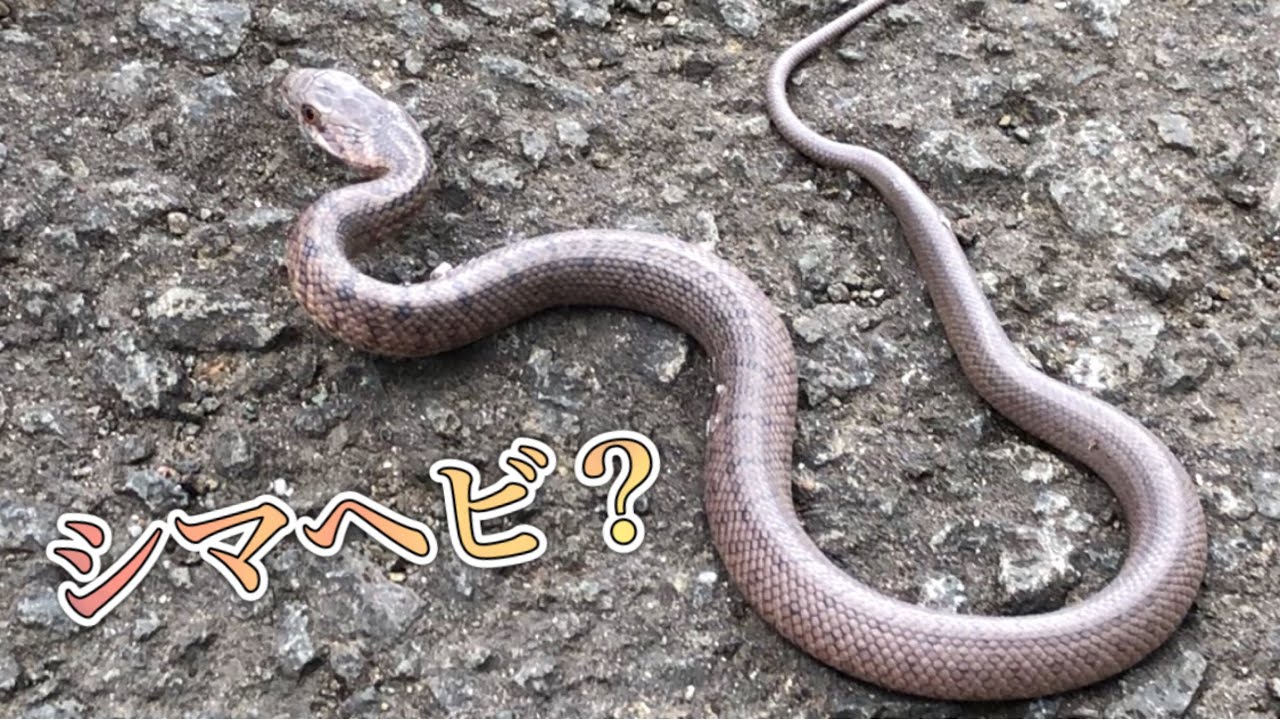 Caught a pale-colored Japanese striped snake! Is it patternless