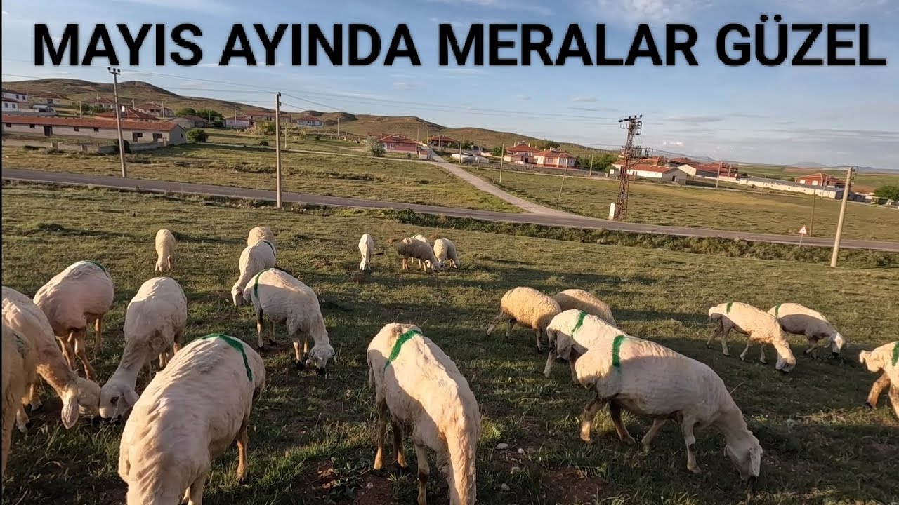 KÖYDE GÜNLÜK İŞLER 💪