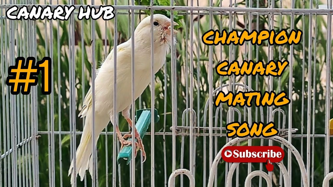 Photo inspiration: Picture Idea: Canary Song Live