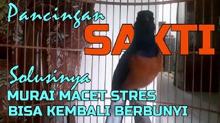 PANCINGAN SAKTI PAGI HARI❗ MURAI MACET, STRES BISA KEMBALI BERBUNYI❗