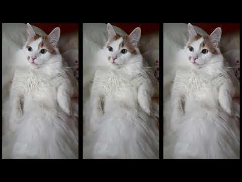 Самый Сладкий Кот на свете! - YouTube