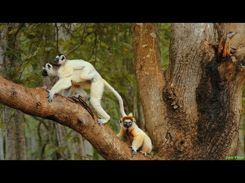 Лемуры Мадагаскара и их детёныши (lemurs)
