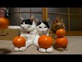 101108みかん5