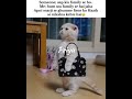 ghumne##memes#popular#viral#funnymemes#tweetreels# tweetreels#aesthetic#lofichill#lofimusic#thoughts