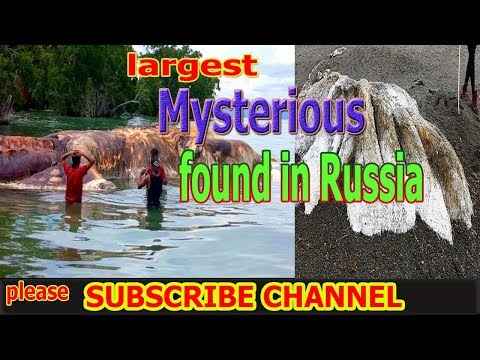 Mysterious sea monster 'larger than three men' found on Russian shore