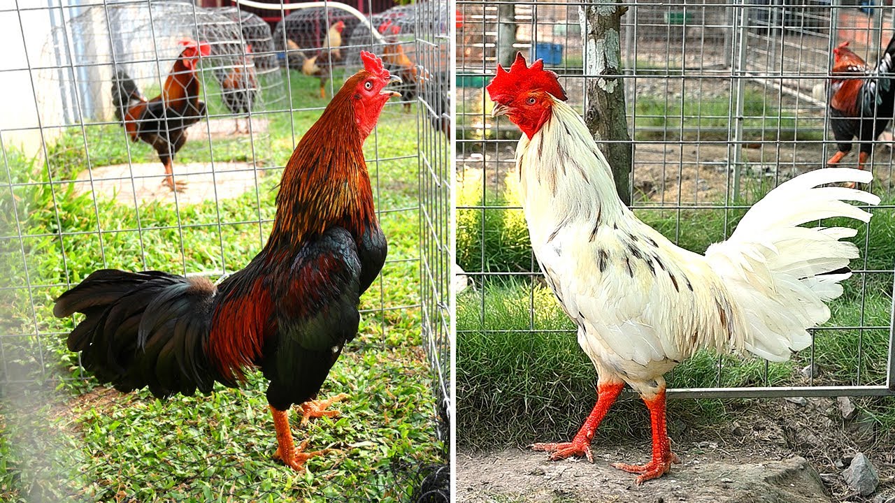 Sắc tướng gà danh/ The chicken's appearance and name/ Tung Vlog