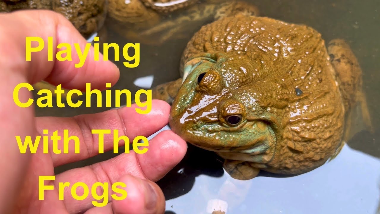 Playing Catching with The Frogs