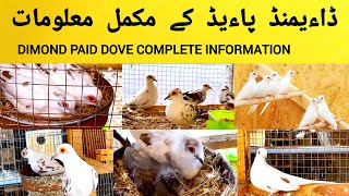 Pied Dove Breeding Formula | Dove Breeding Diet | Bird Breeding Vitamins | Dove Breeding Tips