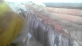 BEST BEEF TENDER PULLER ON THE PLANET!!