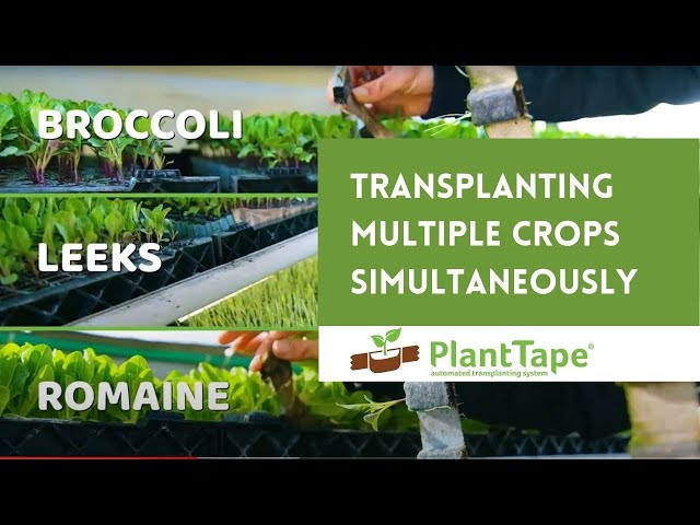 PlantTape Transplanter Set Up - Loading Plants 