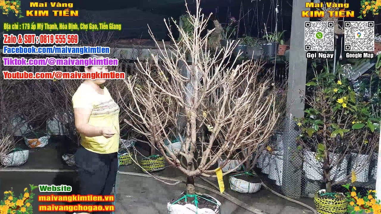 Phôi Mai Thủ Đức Giá Rẻ Bao Ship Bao Sống Toàn Quốc - Mai Vàng Kim Tiền Chợ Gạo