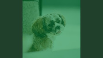 Pulsating Moods for Dog Walk Time