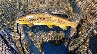 Fishing Arizona: Canyon Creek/Lower Canyon Creek/catch and release
