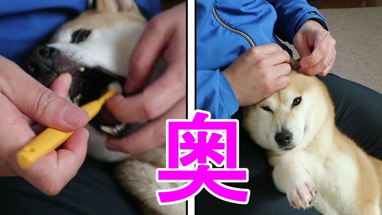 柴犬小春　快感【その奥に手が届く！】歯ブラシと耳かき