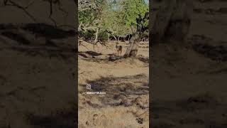 🦌🇦🇷 - #Guazuncho