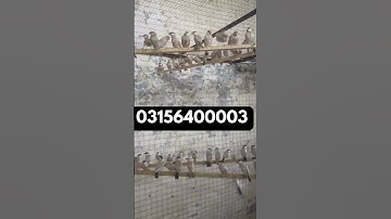 Daily Bath Java Sparrow #birds #birdslover #lovebirds