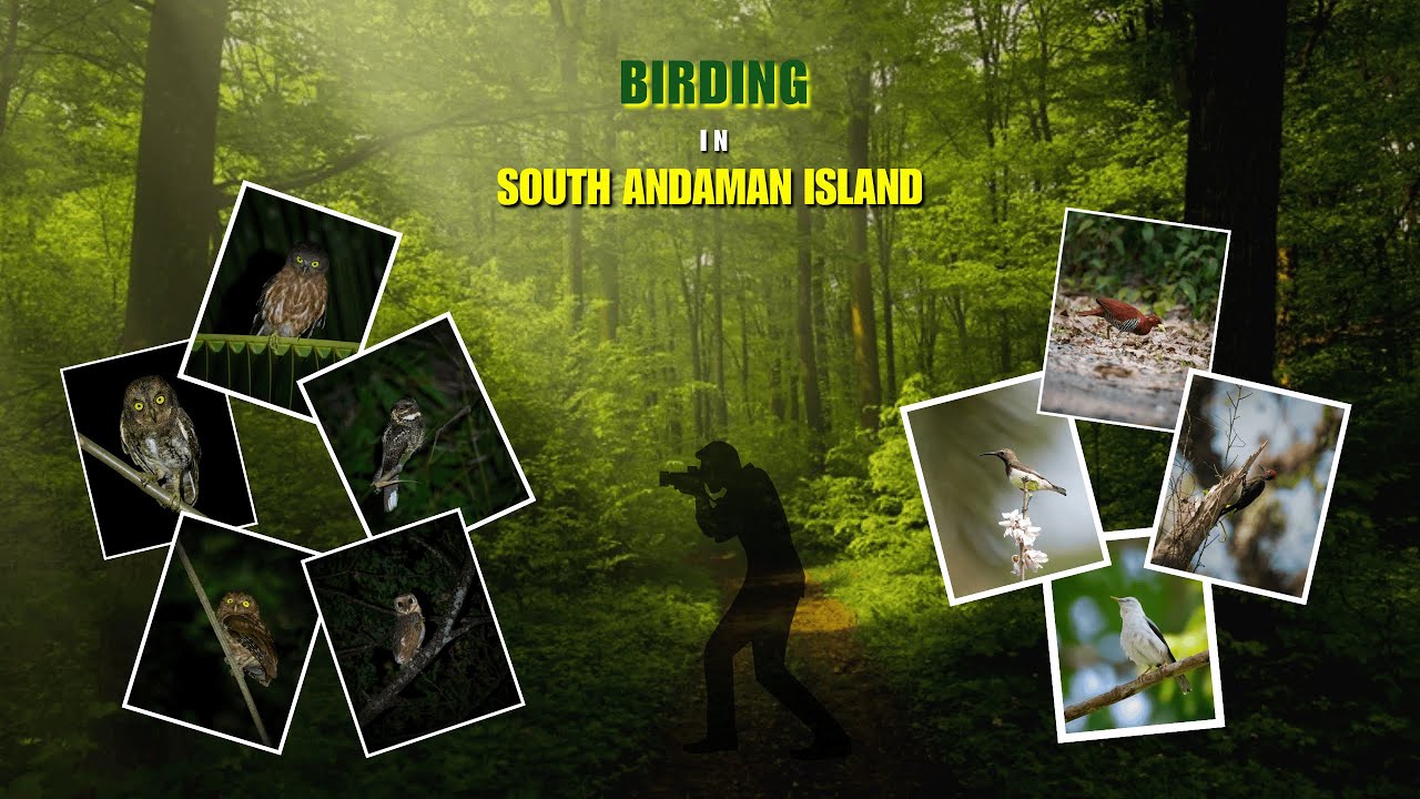 5 Days of Birding in South Andaman Island | Discover South Andaman’s Rare Endemic Birds
