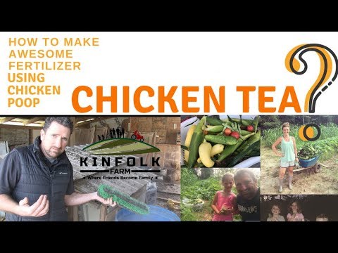 The Best Organic Fertilizer Ever! Chicken Tea anyone? - YouTube