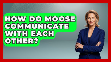How Do Moose Communicate With Each Other? - The Marksman