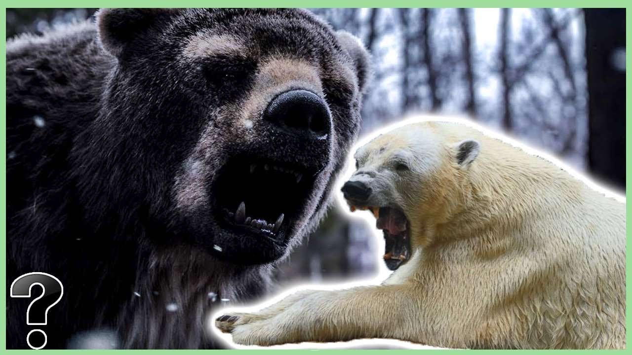 Short Faced Bear Vs Polar Bear