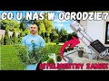 Co u nas w ogrodzie? | Przyrosty wierzb Hakuro | Inteligentny zamek do drzwi Welock #ogród #welock
