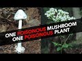 One Poisonous Mushroom | One Poisonous Plant