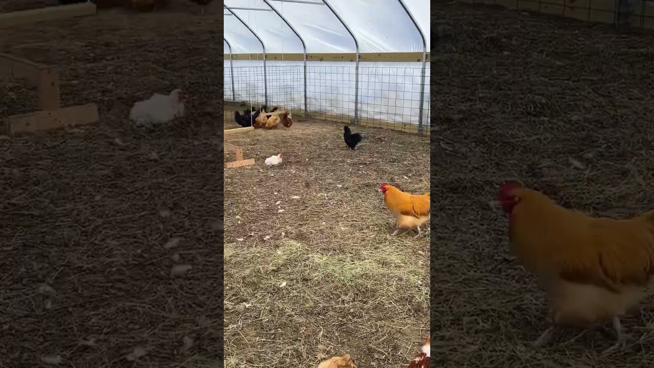 Love my chickens! 