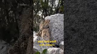 #Pali Jawai #Leopard Safari Tour || #Safari Tour Guide का Video || 8905165060 Booking Safari