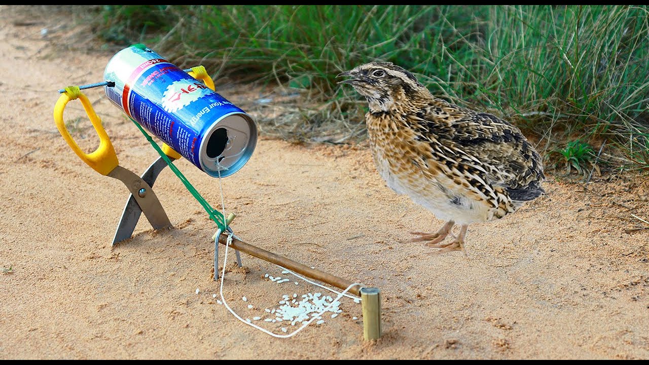 Smart Boy Made DIY Quail Trap Using Cutter And  Cans - Easy Simple Bird Trap