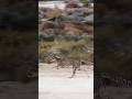 100km in 3 second🐆....................📚Reference: Wildlife speed studies....#shorts #ytshorts