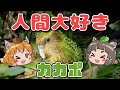 【激カワ】人間大好き！飛べない鳥カカポ【へんないきものRE#2】