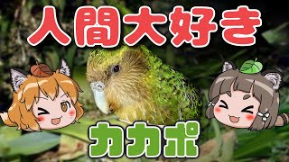 【激カワ】人間大好き！飛べない鳥カカポ【へんないきものRE#2】