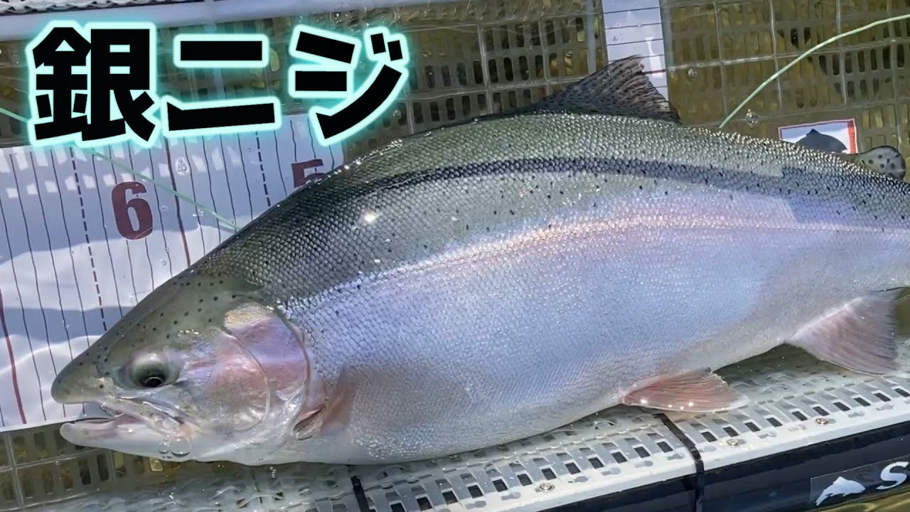 25 #1】銀白色♡ 銀色に輝く初夏のニジマス 67㎝ 4.9kg デカニジ 道東