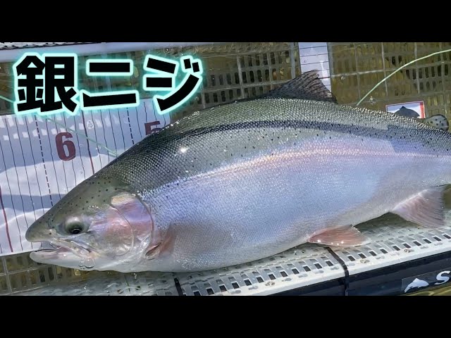 25 #1】銀白色♡ 銀色に輝く初夏のニジマス 67㎝ 4.9kg デカニジ 道東