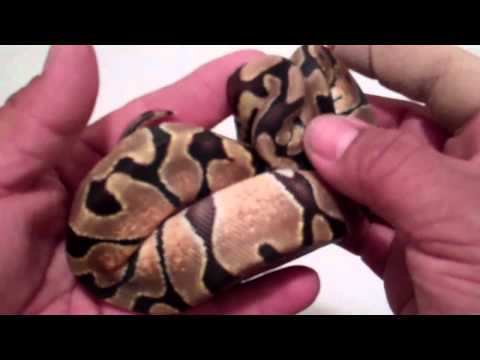 new Enchi from Ralph Davis