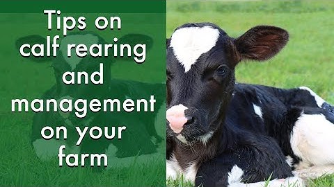 TIPS ON CALF REARING AND MANAGEMENT ON YOUR FARM #dairy  #education #farming #farmers