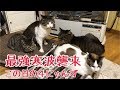北海道最強寒波襲来!この日の4にゃんず の巻【うちの子4にゃんず】