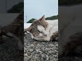 よく喋る猫ちゃん、今日は防波堤で寝てました