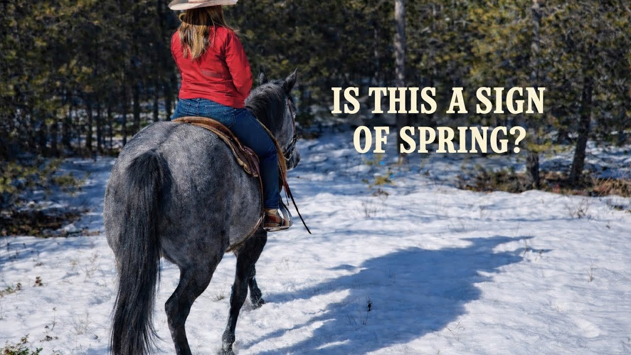 Has Spring Found the Mountains Yet? — Narrated