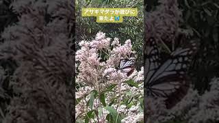 海を渡る蝶 アサギマダラ