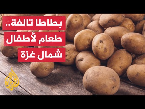 فلسطيني يجمع البطاطس التالفة لإطعام أطفاله في شمال قطاع غزة