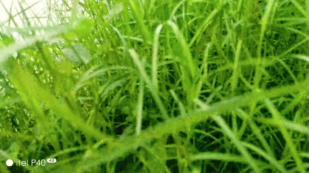 "Dill Plant Growth | How to Grow Anethum Graveolens at Home" 672