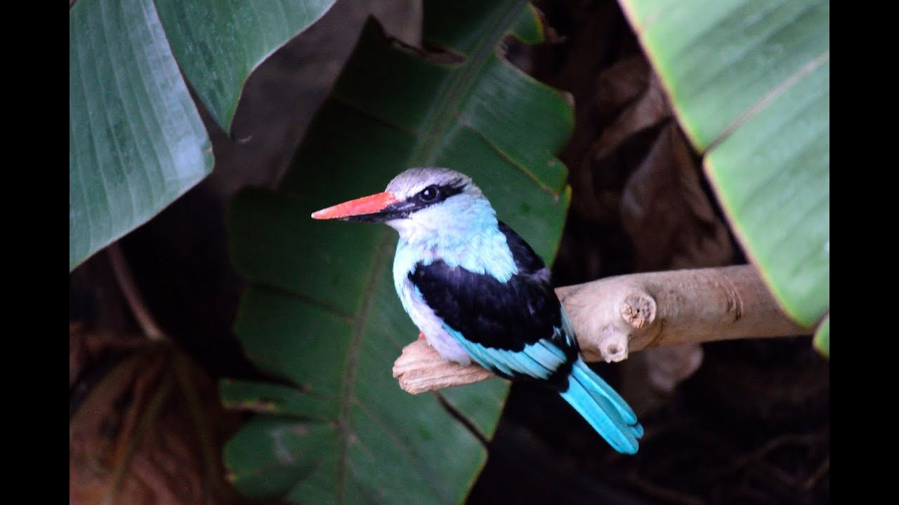  BURUNG  RAJA UDANG YANG PEMALU Video Slideshow Hewan  