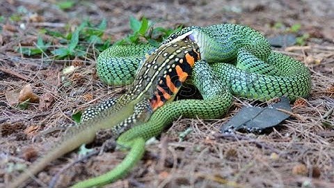 The Golden Tree Snake (Chrysopelea ornata) is eating Butterfly lizard
