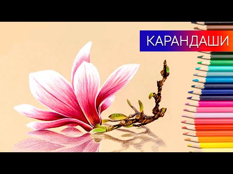 Как нарисовать цветок магнолии цветными карандашами ✎ Таймлапс 👍