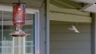 Download Lagu Hummings Birds MP3