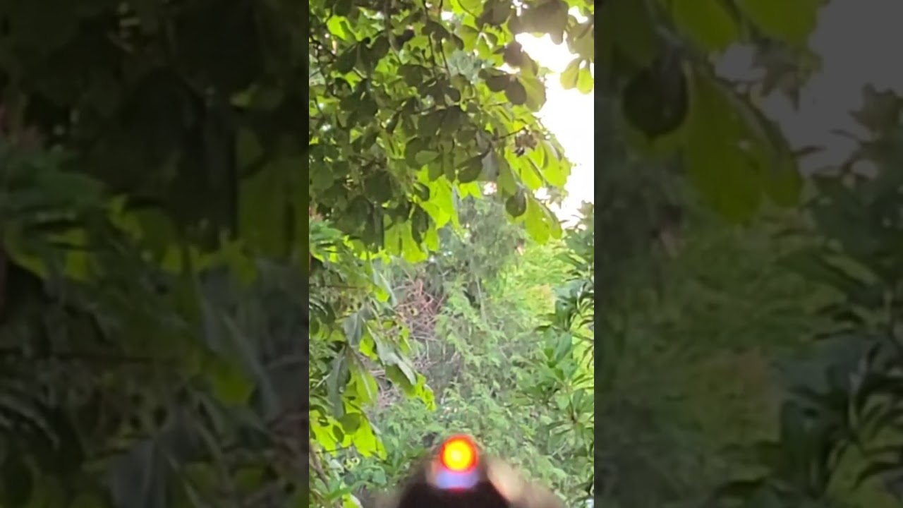 6mm ammo tested (STARpler - a semi-auto springer with blowback and illuminated fiber optic sights)