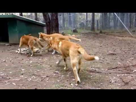 Puppies play at the Dingo Sanctuary